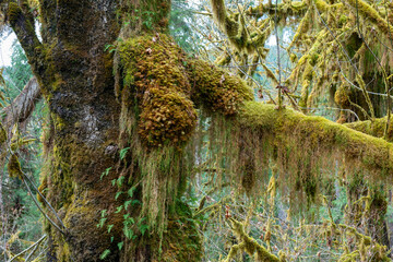 Tree branches thick with moss in the Hoh Rain Forest, Olympic National Park, Washington, USA