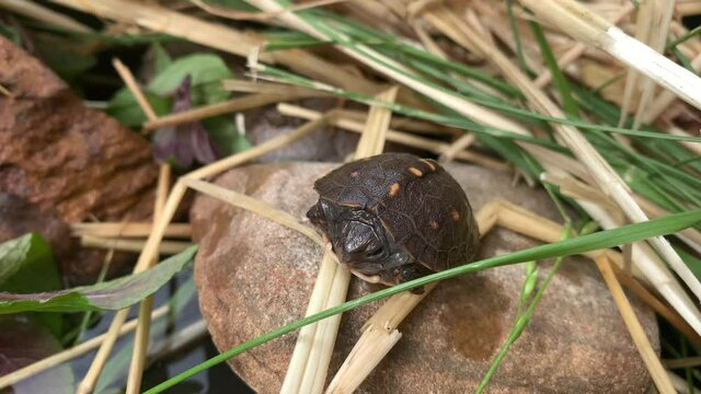 Wild Eastern Painted Turtle on a dry rock during humid summer environment with tall grass and straw hay in a garden back yard in the Mid-Atlantic region of North America.