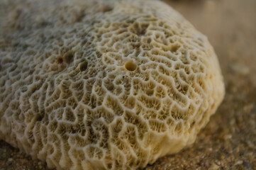 close up of coral
