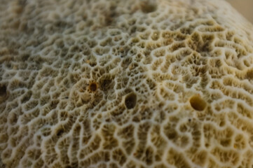 close up of sponge
