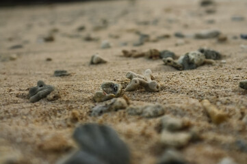shell on the beach