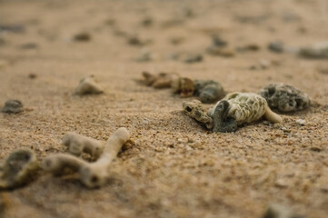 crab on the beach