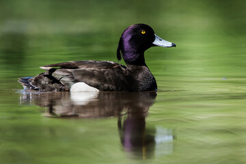 Male of Tufted Duck on a water. Her Latin name is Aythya fuligula.