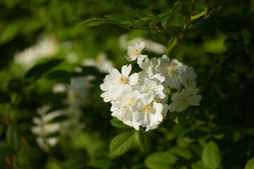 White flowers