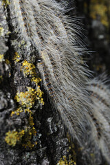 Raupen des Eichenprozessionsspinner an Eiche während Prozession Makroaufnahme deutlich zu erkennen lange als auch kurze Haare der Raupen