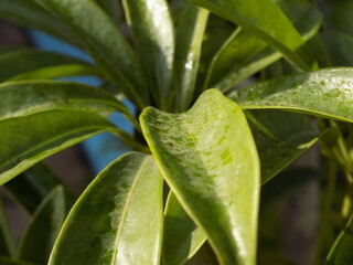 naturaleza verde