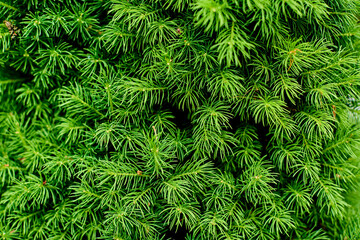 Thuja tree needles outside