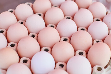 Fresh natacy eggs on a sunny day close up