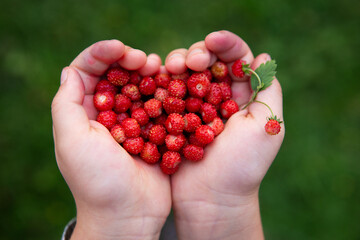 Handpicking strawberries
