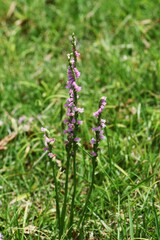 Ladies' tresses are Orchidaceae perennial plant. Grows on a sunny lawn, and in early summer, small pink flowers bloom in a spiral.