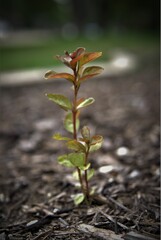 A small plant growing on the ground.