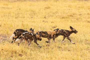 african wild dogs running through the grass