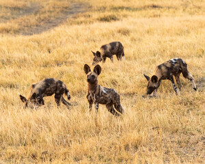 african wild dogs in the long grass