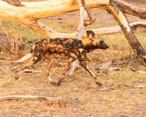 african wild dog running fast