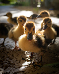 baby duck and ducklings