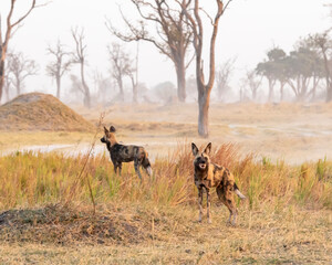 Naklejka na ściany i meble african wild dogs on alert with trees and dust