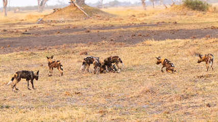 Fototapeta na wymiar african wild dogs playing in the grass