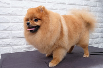 Pomeranian spitz dog after grooming on a white brick background on the table
