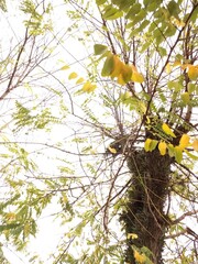 Fototapeta premium arvores