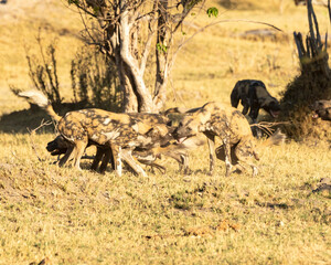 Naklejka na ściany i meble interaction between a pack of african wild dogs and their pups