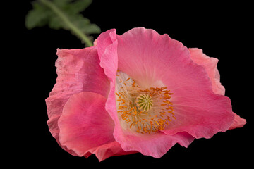 Flower of rose poppy, lat. Papaver, isolated on black background