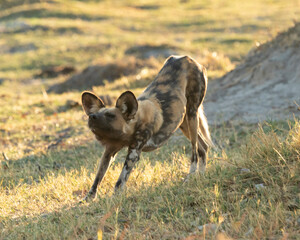 african wild dog having a stretch 