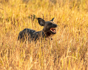 african wild dog showing teeth