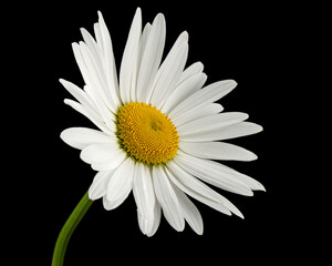 White flower of chamomile, lat. Matricaria, isolated on black background