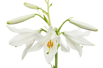 White flower of lily, isolated on white background