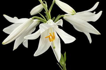 White flower of lily, isolated on black background