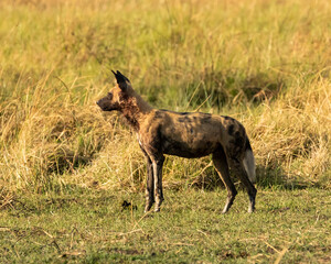 Naklejka na ściany i meble African wild dog standing in the grass