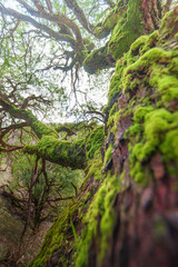 moss covered tree