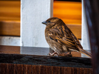 Sparrow on Ledge