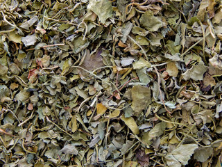 Close-up view of dried parsley flakes
