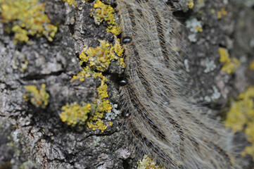 Raupen des Eichenprozessionsspinner an Eiche während Prozession Makroaufnahme deutlich zu erkennen lange als auch kurze Haare der Raupen