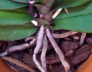 Close-up view of orchid roots