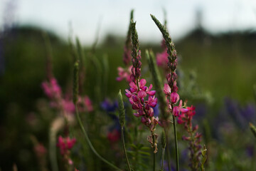 field of lavender