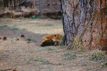 sleeping fox by tree