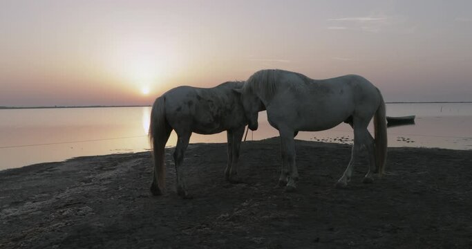 White horses on shore at beach against orange sky during sunrise - Camargue, France