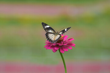 
Beautiful colored butterflies
Sucking flowers