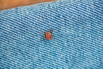 A true ixodid mite blood sucking parasite carrying the acarid disease sits on a On a white field on a hot summer day, hunting in anticipation of the victim