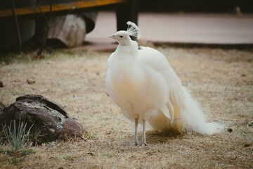 white peacock