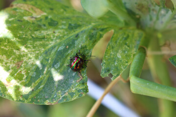 アカガネサルハムシ