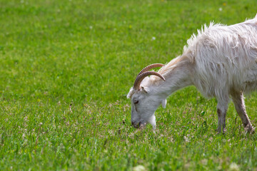 white horned goat grazing on a green lawn with grass, cattle farm on a sunny summer day with a copy space.