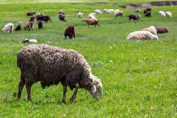 Obraz premium sheep grazing on a green field with grass, cattle farm on a sunny summer day in the background a herd of horned goats.
