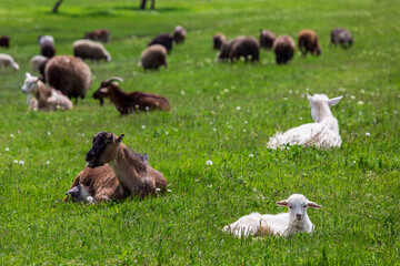 A small white goat lies on a green lawn with grass behind a herd of goats grazing in a farmyard on a sunny summer day with copy space.