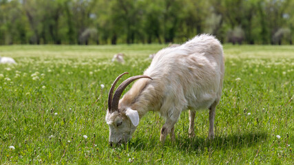 white horned goat grazing on a green field eating grass alone with nature, cattle farm on a sunny...