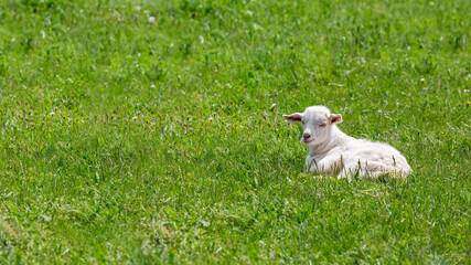 A young white goat lies on a green meadow with grass, a cattle farm on a sunny summer day with a copy space, nobody.