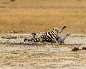 Fototapeta na wymiar zebra having a roll in the dirt