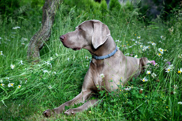 The portrait dog breed Weimaraner. The portrait Weimaraner dog in profile in the grass.